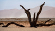 Trockenzeit! Sossusvlei Namibia