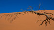 Trockenzeit, Namib-Wüste, Namibia