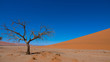 Vertrockneter Akazienbaum, Namib Wüste