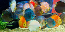 Discus (Symphysodon), Multi-colored Cichlids In The Aquarium