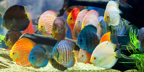 Wall Mural - Discus (Symphysodon), multi-colored cichlids in the aquarium