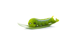 Green Worm On Green Leaves On White Background