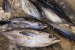© azami - Skipjack Tuna ready to be sold in fish market.;