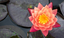 Orange Lotus Flower And Plant