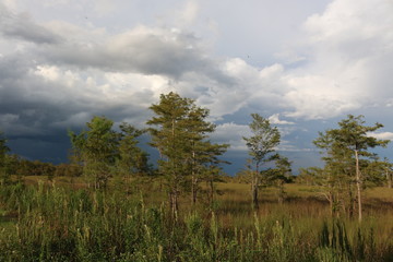 Canvas Print - the Everglades