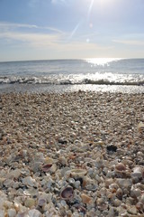 Wall Mural - seashells at the beach