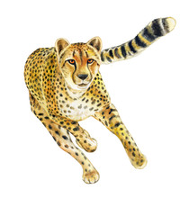 Cheetah Running. Wild Cat Islated On White Background. Watercolor. Illustration. Template. Handmade