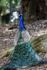 Canvas Print - a peacock in the wild