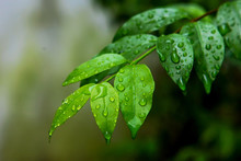 Green Leaves With Water Drop During Rain