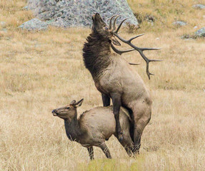 call of the wild - a bull elk mates with one of the cow elk in his herd during the elk rut.