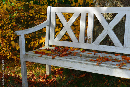 Zdjęcie XXL kolorowe liście bukowe na starej białej drewnianej ławce w ogrodzie