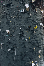 Close Up Of Staples On Paint Covered Telephone Pole