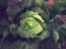 Vintage Background With A Big Fresh Cabbage