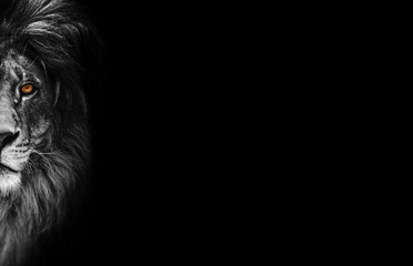 portrait of a beautiful lion, lion in dark