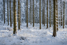 Snow Covered Trees In Forest During Winter