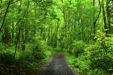 a picture of an Pacific Northwest forest trail