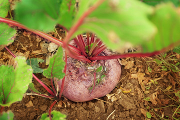 Sticker - Ripe beet in garden