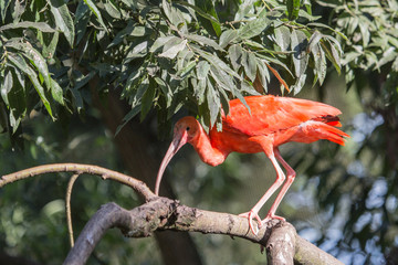 Wall Mural - Ibis