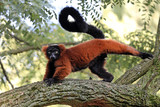 Red lemur