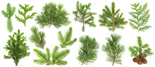 Coniferous Tree Branches Spruce Pine Thuja Fir Cone Set