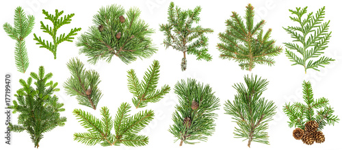 Cuadros en Lienzo Coniferous tree branches Spruce pine thuja fir cone set