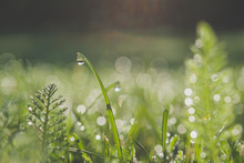 Field Of Fresh Green Grass And Weeds In The Morning With Dewdrops
