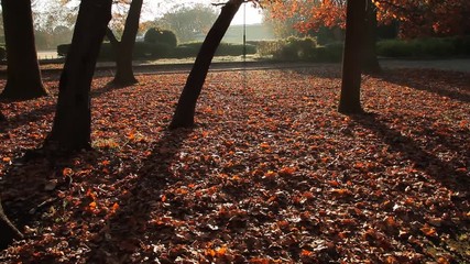 Wall Mural - Fallen Leaves / Autumn Colors / Morning Sun / Backlight - Tilt Up/Fix