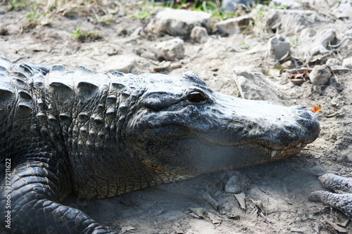Plakat Krokodyl sunning na brzegach rzeki