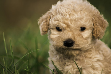 Adorable perro cachorro enojado crespo en cesped