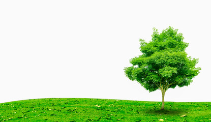 Green tree on green lawn isolated on white background.