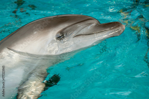 Zdjęcie XXL Dolphin w niewoli Poziomo. Dolfin wystawił głowę z turkusowej wody i spojrzał na widza.