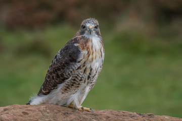 Aufkleber - Full length photograph of a red tailed hawk on a rock staring straight forward at the viewer