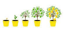 Dynamics Lemon Tree With Green Leaves. Vector Illustration Of A Phase Of Plant Growth. Flat Style. Set Of Plant Growth Lemon In Pot.
