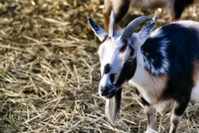 Closeup Portrait Of Baby Goat Standing In A Bed Of Hay