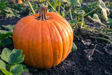 A Single Pumpkin At Harvest Time