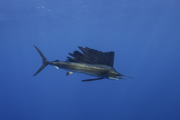 atlantic sailfish hunting sardines in the waters off isla mujeres just outside cancun, mexico.