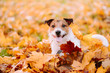 Indian summer (Golden autumn) concept with dog and orange maple leaves