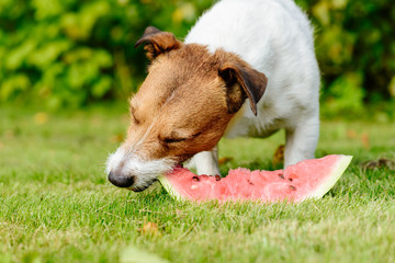 Dog enjoys eating slice of fresh ripe watermelon