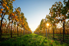 Colorful vineyard on a sunny day. Yellow colored leaves vine in autumn.