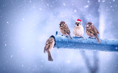 Wall Mural - cute funny merry christmas sparrows in the new year with a red cap with little red hats during a sno