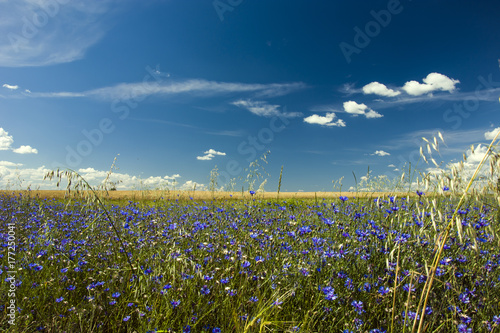 Zdjęcie XXL Łąka z niebieskimi kwiatami