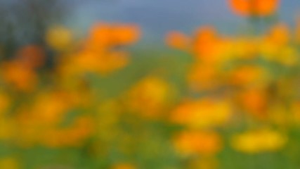 Wall Mural - Video blur beautiful yellow flower and blue sky blur landscape natural outdoor background3