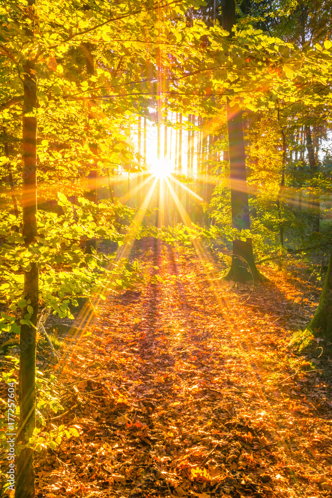 Foto-Schmutzfangmatte - Sonnendurchfluteter Wald im Herbst