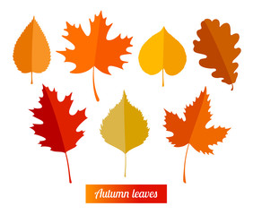 Wall Mural - Set of colorful autumn leaves.