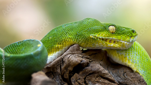 Zdjęcie XXL Zielone drzewo python / Chondropython azureus / Morelia Viridis