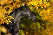 Black horse in yellow trees