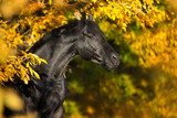 Fototapeta Konie - Black horse in yellow trees