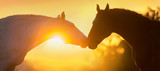 Fototapeta Konie - Two horse portrait silhouette at sunset light