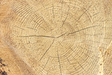 Fototapeta Las - Stack of wood with annual rings