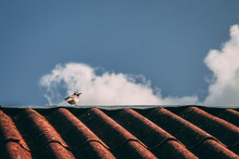 Lonely bird sitting on the top of red roof with a blue sky on the background